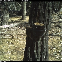 Antechinus flavipes (Yellow-footed Antechinus) at Crowther, NSW - 14 Apr 2025 by Frecko