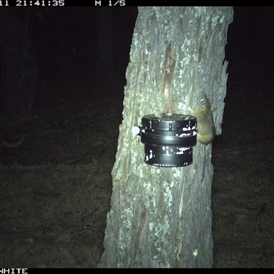Antechinus flavipes (Yellow-footed Antechinus) at Crowther, NSW - 11 Apr 2025 by Frecko