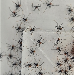 Pristhesancus plagipennis at Doonan, QLD - 28 Jun 2025 12:44 PM