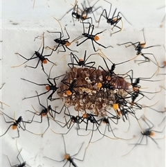 Pristhesancus plagipennis at Doonan, QLD - 28 Jun 2025 12:44 PM