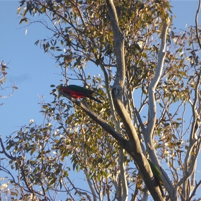 Alisterus scapularis (Australian King-Parrot) at Symonston, ACT - 28 Jun 2025 by Mike