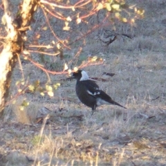 Gymnorhina tibicen (Australian Magpie) at Symonston, ACT - Yesterday by Mike