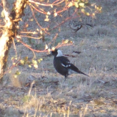 Gymnorhina tibicen (Australian Magpie) at Symonston, ACT - Yesterday by Mike