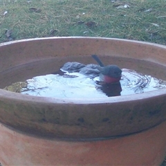 Petroica rosea at Penrose, NSW - suppressed
