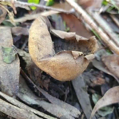 Scleroderma sp. by Aussiegall