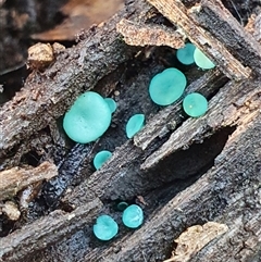 Chlorociboria at Aranda, ACT - Yesterday by Bubbles