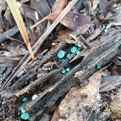 Chlorociboria at Aranda, ACT - 28 Jun 2025 02:52 PM