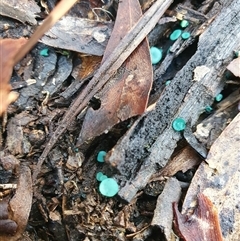 Chlorociboria at Aranda, ACT - 28 Jun 2025 02:52 PM