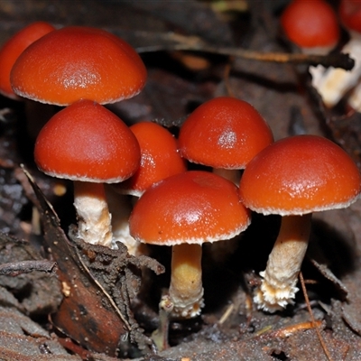 Hypholoma sp. at Paddys River, ACT - 26 Jun 2025 by TimL