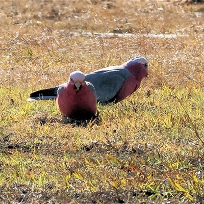 Eolophus roseicapilla (Galah) at West Wodonga, VIC - 27 Jun 2025 by KylieWaldon