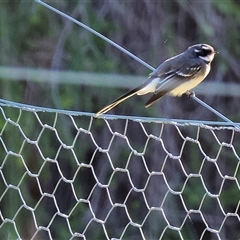 Rhipidura albiscapa (Grey Fantail) at West Wodonga, VIC - 27 Jun 2025 by KylieWaldon