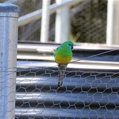 Psephotus haematonotus (Red-rumped Parrot) at West Wodonga, VIC - 27 Jun 2025 by KylieWaldon