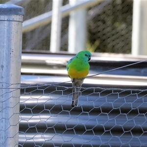 Psephotus haematonotus at West Wodonga, VIC - 27 Jun 2025 12:52 PM