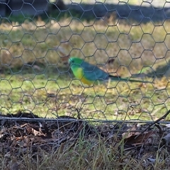 Psephotus haematonotus at West Wodonga, VIC - 27 Jun 2025 12:52 PM