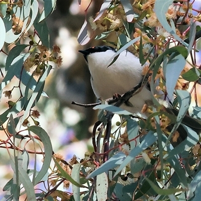 Melithreptus lunatus (White-naped Honeyeater) at West Wodonga, VIC - 27 Jun 2025 by KylieWaldon