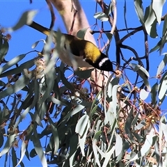 Melithreptus lunatus at West Wodonga, VIC - 27 Jun 2025 01:08 PM