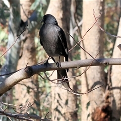 Strepera graculina (Pied Currawong) at West Wodonga, VIC - 27 Jun 2025 by KylieWaldon
