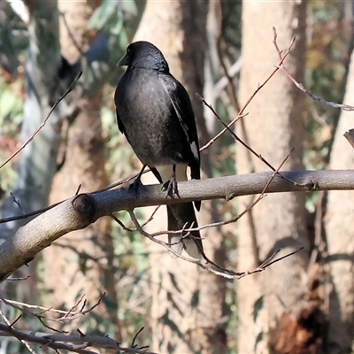 Strepera graculina (Pied Currawong) at West Wodonga, VIC - 27 Jun 2025 by KylieWaldon