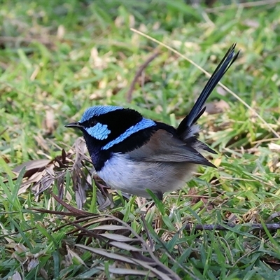 Malurus cyaneus (Superb Fairywren) at West Wodonga, VIC - 27 Jun 2025 by KylieWaldon