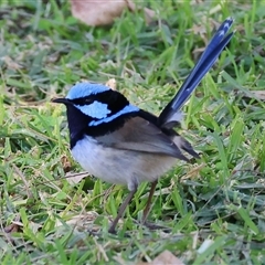 Malurus cyaneus at West Wodonga, VIC - 27 Jun 2025 01:12 PM