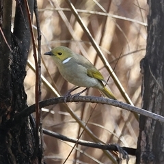 Ptilotula penicillata (White-plumed Honeyeater) at Wodonga, VIC - 22 Jun 2025 by KylieWaldon