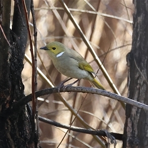 Ptilotula penicillata (White-plumed Honeyeater) at Wodonga, VIC - 22 Jun 2025 by KylieWaldon