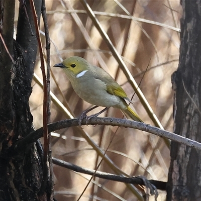 Ptilotula penicillata (White-plumed Honeyeater) at Wodonga, VIC - 22 Jun 2025 by KylieWaldon