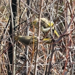 Ptilotula penicillata at Wodonga, VIC - 22 Jun 2025 01:38 PM