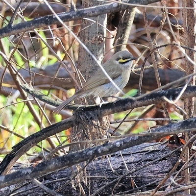 Caligavis chrysops (Yellow-faced Honeyeater) at Wodonga, VIC - 22 Jun 2025 by KylieWaldon
