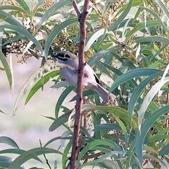 Caligavis chrysops at Wodonga, VIC - 22 Jun 2025 01:54 PM