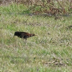 Sturnus vulgaris (Common Starling) at Wodonga, VIC - 22 Jun 2025 by KylieWaldon