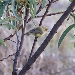 Smicrornis brevirostris at Wodonga, VIC - 22 Jun 2025 by KylieWaldon