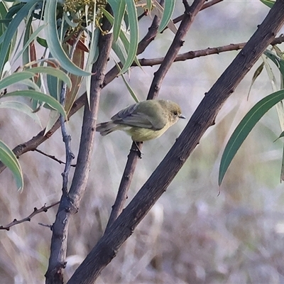 Smicrornis brevirostris at Wodonga, VIC - 22 Jun 2025 by KylieWaldon
