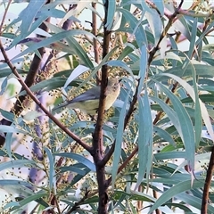 Acanthiza nana at Wodonga, VIC - 22 Jun 2025 01:50 PM