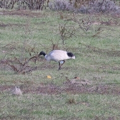 Threskiornis molucca (Australian White Ibis) at Wodonga, VIC - 22 Jun 2025 by KylieWaldon