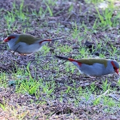 Neochmia temporalis (Red-browed Finch) at Wodonga, VIC - 22 Jun 2025 by KylieWaldon