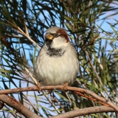 Passer domesticus by KylieWaldon