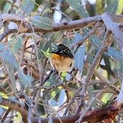 Pardalotus punctatus at Wodonga, VIC - 22 Jun 2025 02:10 PM