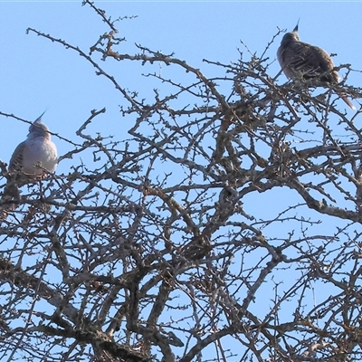 Ocyphaps lophotes (Crested Pigeon) at Wodonga, VIC - 22 Jun 2025 by KylieWaldon