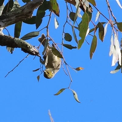 Ptilotula penicillata at Wodonga, VIC - 22 Jun 2025 by KylieWaldon