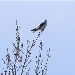 Elanus axillaris (Black-shouldered Kite) at Wodonga, VIC - 22 Jun 2025 by KylieWaldon
