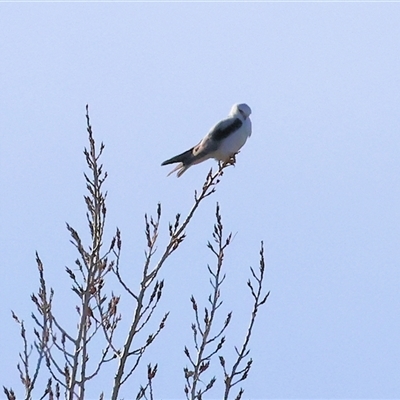Elanus axillaris (Black-shouldered Kite) at Wodonga, VIC - 22 Jun 2025 by KylieWaldon