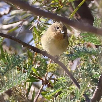 Acanthiza nana at Wodonga, VIC - 22 Jun 2025 by KylieWaldon