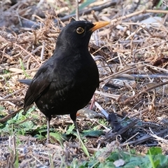 Turdus merula (Eurasian Blackbird) at Wodonga, VIC - 22 Jun 2025 by KylieWaldon