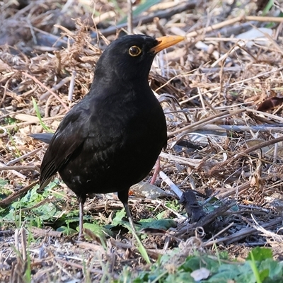 Turdus merula (Eurasian Blackbird) at Wodonga, VIC - 22 Jun 2025 by KylieWaldon