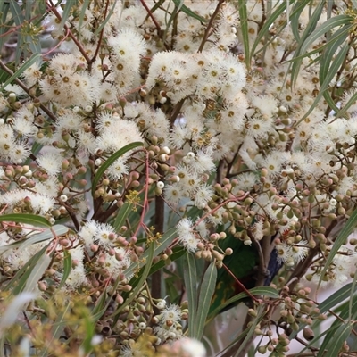 Corymbia citriodora (Lemon-scented gum) at West Wodonga, VIC - 24 Jun 2025 by KylieWaldon
