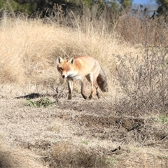 Vulpes vulpes (Red Fox) at Strathnairn, ACT - 28 Jun 2025 by LineMarie