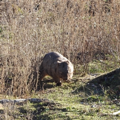 Vombatus ursinus (Bare-nosed Wombat) at Strathnairn, ACT - Yesterday by LineMarie