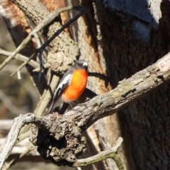 Petroica phoenicea (Flame Robin) at Strathnairn, ACT - Yesterday by LineMarie