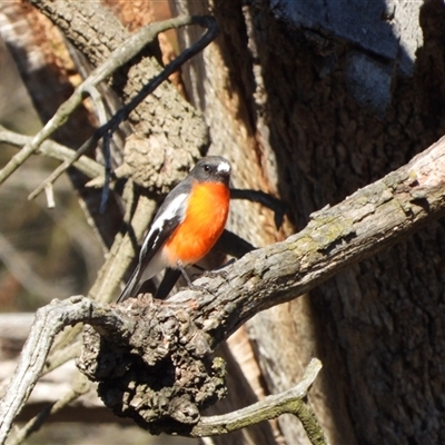 Petroica phoenicea (Flame Robin) at Strathnairn, ACT - Yesterday by LineMarie